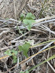 Maurandya antirrhiniflora