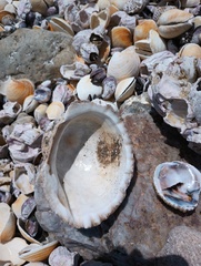 Concholepas concholepas