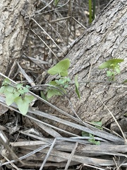 Maurandya antirrhiniflora