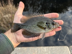 Centrarchus macropterus