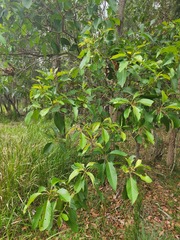 Lophostemon suaveolens