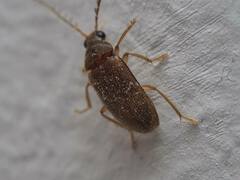 Ptilodactyla