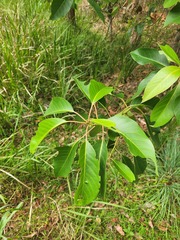 Lophostemon suaveolens