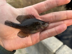 Enneacanthus gloriosus