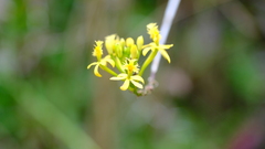 Epidendrum melinanthum