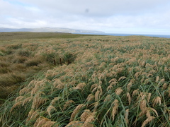 Poa foliosa