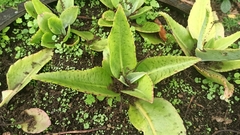 Kalanchoe gastonis-bonnieri