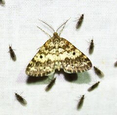 Eufidonia notataria