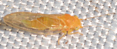 Cacopsylla annulata