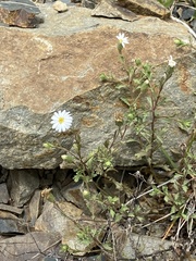 Vittadinia australis