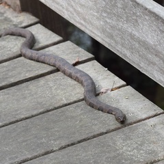 Nerodia taxispilota