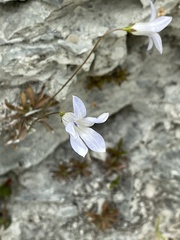 Wahlenbergia albomarginata