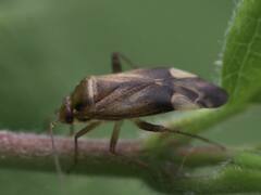 Adelphocoris lineolatus
