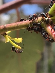 Dolichoderus scabridus