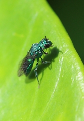 Temnosoma