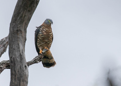 Chondrohierax uncinatus