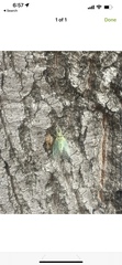 Cicadoidea