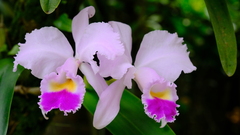 Cattleya