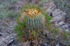 Ferocactus emoryi