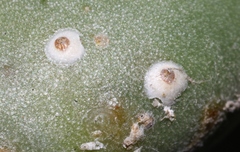 Diaspis echinocacti
