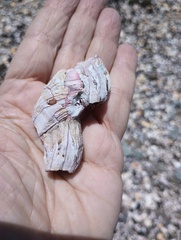 Austromegabalanus psittacus