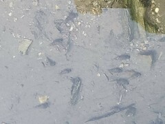 Melanoides tuberculata