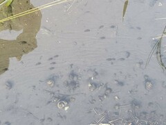 Melanoides tuberculata