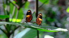 Mechanitis lysimnia macrinus