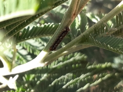 Pseudalmenus chlorinda