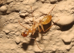Camponotus festinatus
