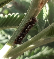 Pseudalmenus chlorinda