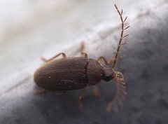 Ptilodactyla