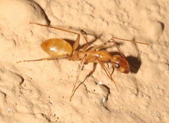 Camponotus festinatus