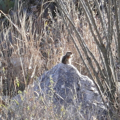 Ammospermophilus harrisii