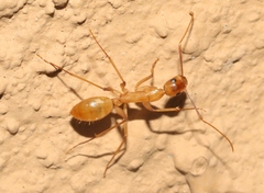 Camponotus festinatus
