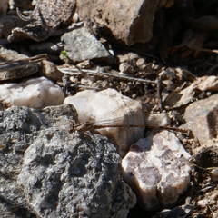 Argia extranea