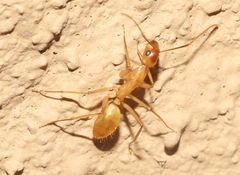 Camponotus festinatus
