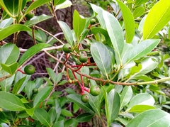 Nectandra