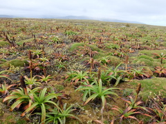 Bulbinella rossii