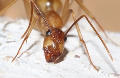 Camponotus festinatus