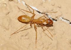 Camponotus festinatus