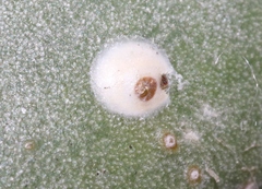Diaspis echinocacti