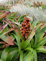 Bulbinella rossii