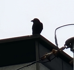 Corvus macrorhynchos