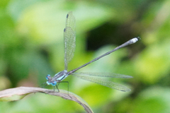 Lestes apollinaris