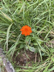 Tithonia rotundifolia