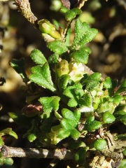 Xanthosia stellata