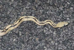 Bogertophis subocularis