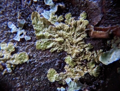 Melanelixia subaurifera