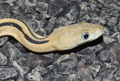 Bogertophis subocularis